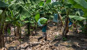 Café, plátano y palma, los cultivos que están en riesgo por exceso hídrico de La Niña