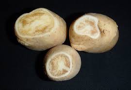 New variants, insect carriers of Zebra Chip pathogen discovered in potatoes: Researchers explore impact on crop health