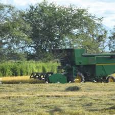 El sector agropecuario creció 6,43% en un mes y es el segundo motor de la economía