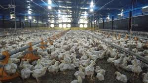 El comportamiento del negocio de las gallinas ponedoras y cómo puede entrar en él