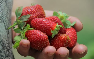 Plenty Unlimited Inc. inaugura la primera granja del mundo para cultivar berries de manera vertical en interior