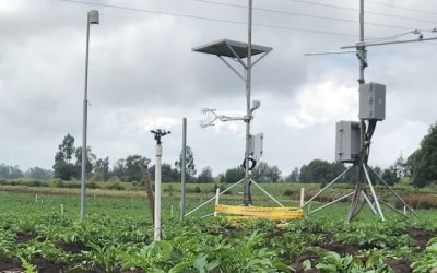 Nuevo sistema de información agroclimática revoluciona la gestión hídrica del cultivo de papa