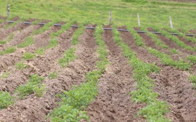 El agro se consolida como el segundo motor de la economía nacional, según un nuevo reporte del Índice de Seguimiento a la Economía