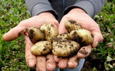 Washington State University project aims to expand early pathogen detection in potato crops