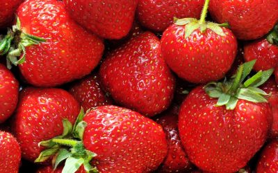 Universidad de Florida usa IA para mejorar detección de enfermedades en cultivo de frutillas