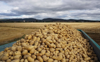 LA PRODUCCIÓN DE PAPA EN LA UNIÓN EUROPEA AUMENTA EN 806 MIL TONELADAS EN 2023 Y REVIERTE DOS AÑOS CONSECUTIVOS DE DECLIVE