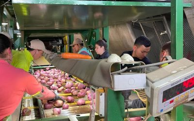 Colombia: productores alerta contra el Zebra Chip