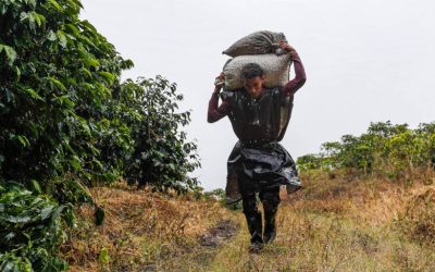 Que los gringos paguen más por el tinto colombiano: Cafeteros inician plan para ganar más plata por sus exportaciones