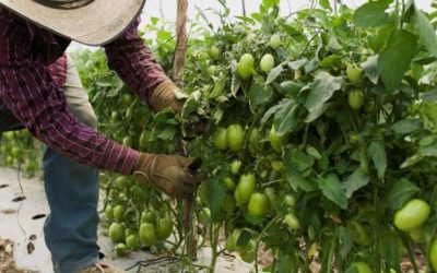 Preocupación por la implementación de la Jurisdicción Agraria y Rural en Colombia