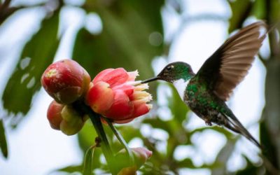 Visión integral: producir y cuidar la biodiversidad