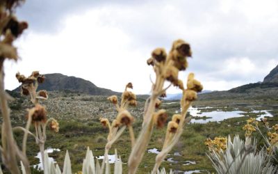 Gobierno colombiano busca inversiones por US$40 millones para transición climática
