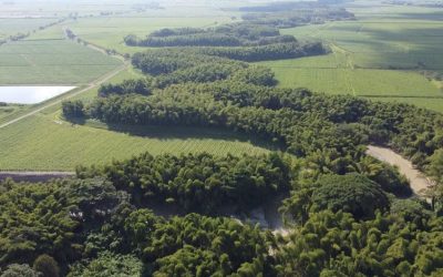 Corredor biodiverso en el río Cauca, la nueva apuesta de la agroindustria de la caña