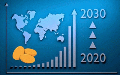 Consumo mundial de papa en 2030: crecimiento, desafíos y oportunidades para los agricultores