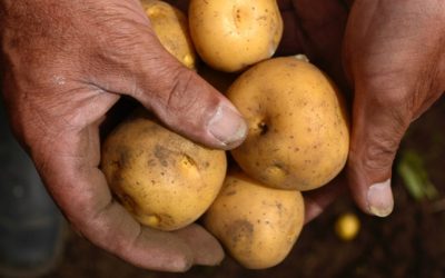 Variedades de papa silvestres y nativas se adaptan mejor a la sequía