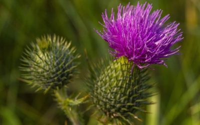 Cambio climático está impactando en la germinación de malezas en Colombia