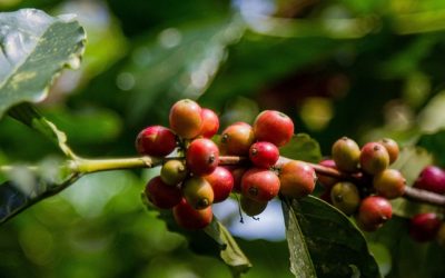 Hongos serían aliados en el crecimiento de 3 variedades de café