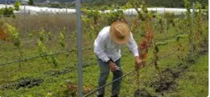 Remus busca posicionar a los vinos locales por medio de los avances en investigación