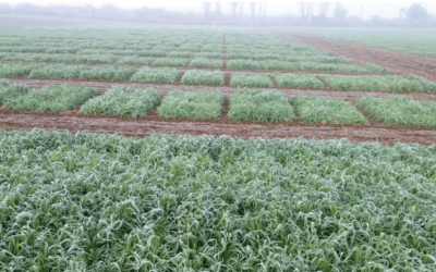 Las heladas y su impacto en la agricultura (parte 1)