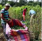 Ahora que Petro propuso la compra del cultivo de coca a los campesinos de El Plateado, ¿cómo piensa hacerlo?