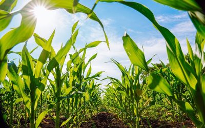 Los bioestimulantes representan una solución sustentable para los desafíos de la agricultura en América Latina