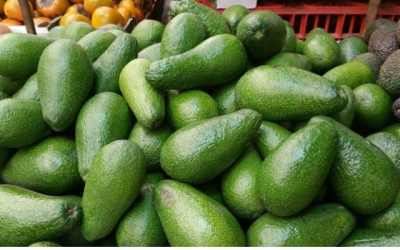 El aguacate rompe mitos y defiende su eficiencia hídrica