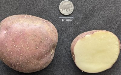 Desentrañan el genoma de la papa Diacol Capiro: un avance histórico para la agricultura en Colombia