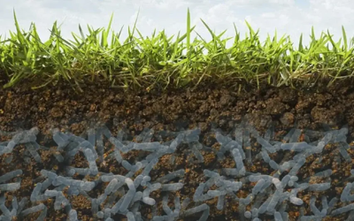 Bacterias del suelo, pequeñas pero poderosas