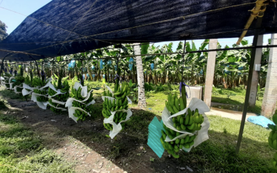Banano colombiano en busca de la sostenibilidad laboral y aumento de precios