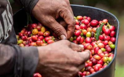 Producción en el año cafetero creció 20% en Colombia, ¿cuántos sacos de café se producen?