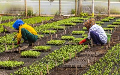 ¿Tiene cultivos agropecuarios? Así puede acceder al subsidio de Finagro para protegerlos ante fenómenos climáticos