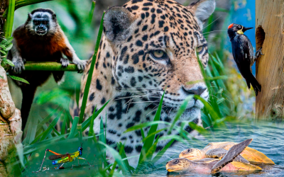 Arranca la COP16: biodiversidad del mundo está en juego con lo que se decida en cumbre de Cali
