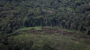 Mercado del carbono podría representar una solución para la deforestación nacional