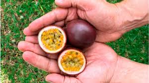 Los Países Bajos es el principal receptor de gulupa y Montana Fruits lidera en el sector