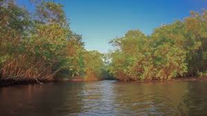 Manglares del Pacífico almacenan cinco veces más carbono que los bosques terrestres