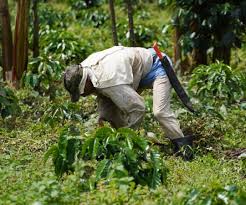 Bancolombia impulsa sostenibilidad en agro con más de $882.290 millones en 2024