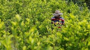 Gustavo Petro comprará cosechas de hoja de coca a campesinos de El Plateado, Cauca