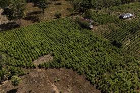 Áreas de cultivo de coca del país, superan a la papa y el aguacate, pero valen menos