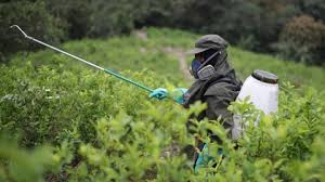 La siembra de cultivos ilícitos representaría una gran amenaza para la biodiversidad