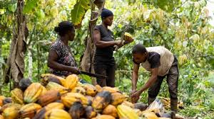 Aunque en Latinoamérica crezca en siembra de cacao, la cuota en el mundo es menor