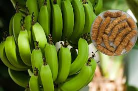 Desarrollaron unos «Chitos de fruta» en la Universidad Nacional con harina de banano