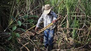 Grupo Banco Mundial dijo que invertirá US$9.000 millones en el sector agroindustrial