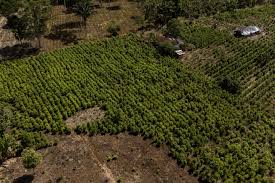 Áreas de cultivo de coca del país, superan a la papa y el aguacate, pero valen menos