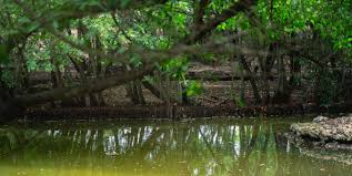 Banco de Bogotá sembró más de 92.000 árboles en la Amazonía y Caribe colombiano