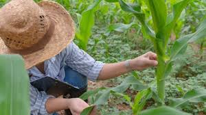 Finagro presenta un paquete de financiamiento sostenible en la COP16 para créditos
