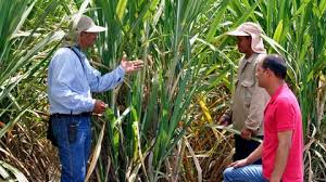 «Hay 10% del terreno que se usa para producción de una caña orgánica sin químicos»