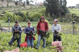 “Queremos impactar a 1,3 millones de emprendedores con este proyecto educativo”