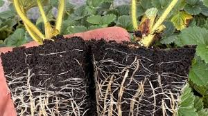 Cómo seleccionar el mejor sustrato para sus cultivos y así puede aprovecharlos más