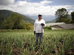 Los productores de cebolla tienen más de 25.000 bultos estancados para el mercado