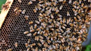 Por primera vez encuentran un microparásito que afecta directamente a las abejas