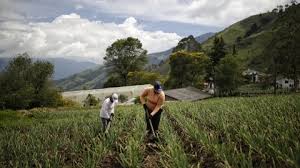 Minagricultura aprueba constitución de cuatro nuevas Zonas de Reserva Campesina